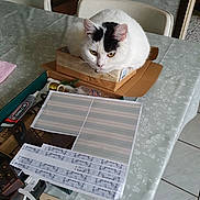 Charlotte participe au concours pour gagner de l'argent avec cette photo : cat, white_cat, black_markings, cardboard_box, table, tablecloth, crafting_materials, papers, tools, chair, indoor, pet, domestic_animal, fluffy, sitting, yellow_eyes, close_up, home, furniture, relaxed