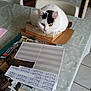 cat, white_cat, black_markings, cardboard_box, table, tablecloth, crafting_materials, papers, tools, chair, indoor, pet, domestic_animal, fluffy, sitting, yellow_eyes, close_up, home, furniture, relaxed