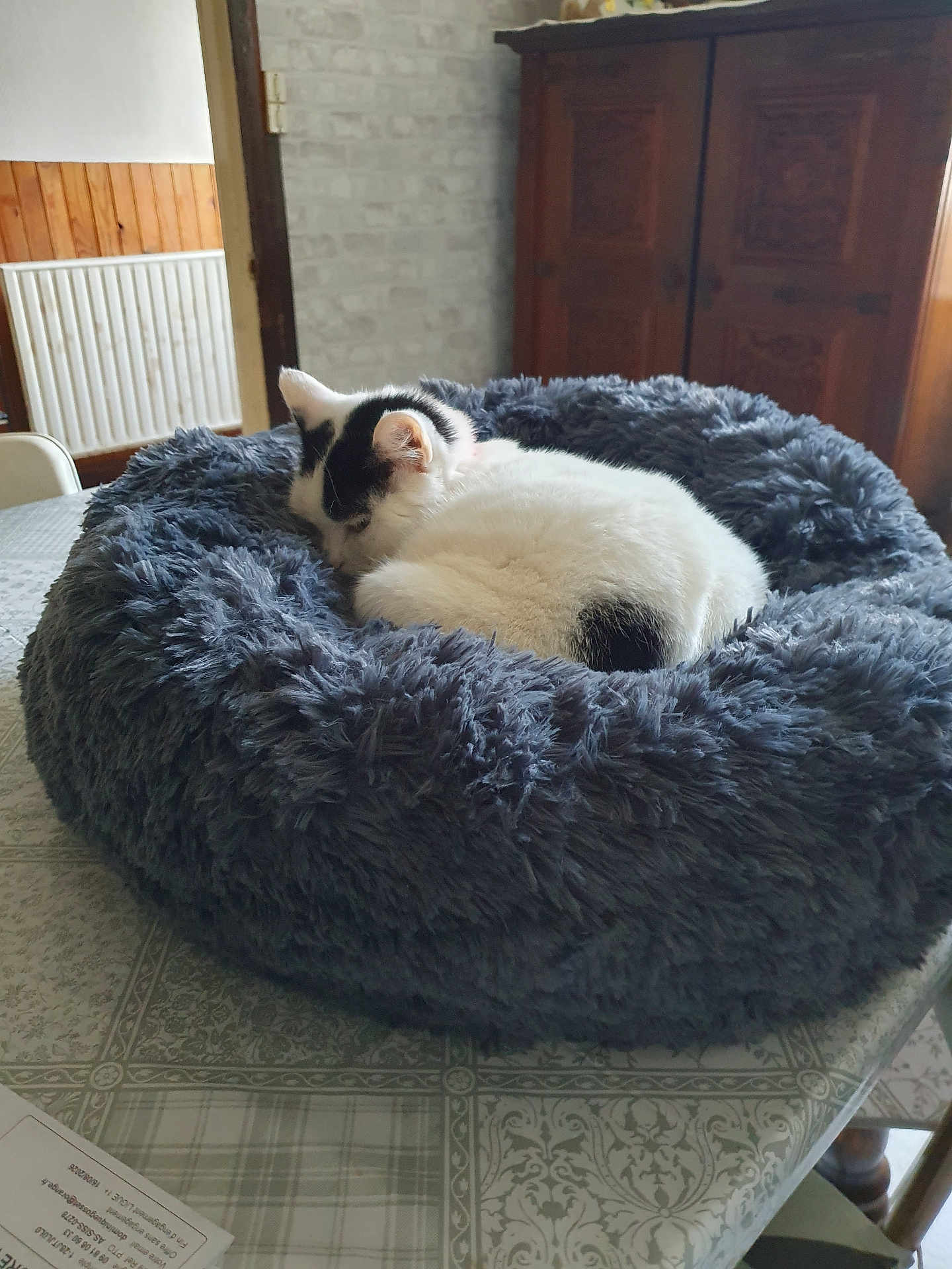 Charlotte Valerie a rejoint le concours — aidez-le/la à gagner de superbes lots ! cat, sleeping, pet_bed, table, indoor, furniture, wooden_cabinet, fluffy, black_and_white, resting, cozy, domestic_cat, fur, home, quiet, calm, animal, mammal, nap, peaceful