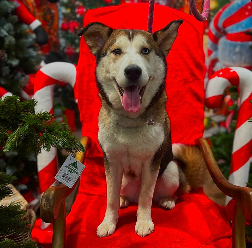 Sunna a rejoint le concours — aidez-le/la à gagner de superbes lots ! dog, husky, heterochromia, red_chair, christmas_decorations, candy_cane, christmas_tree, holiday, festive, tongue_out, pet, smiling, indoor, wooden_armrest, tag, fur, sitting, cute, animal, portrait