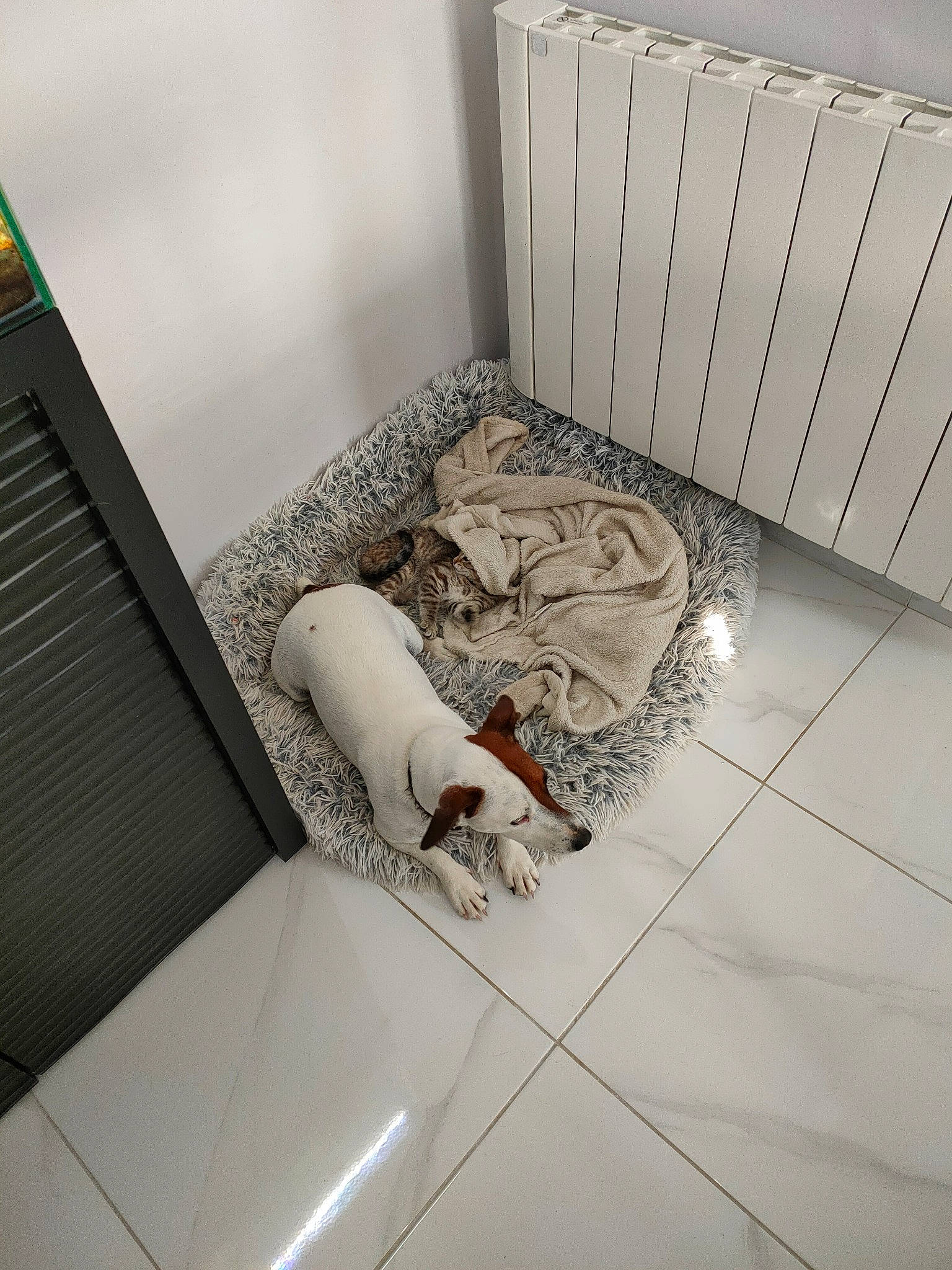 Schweppes participe au concours pour gagner de l'argent avec cette photo : automotive_design, bedding, bedroom, carnivore, comfort, companion_dog, composite_material, daylighting, felidae, floor, flooring, grey, hardwood, interior_design, linens, pattern, rectangle, room, wood, wood_flooring