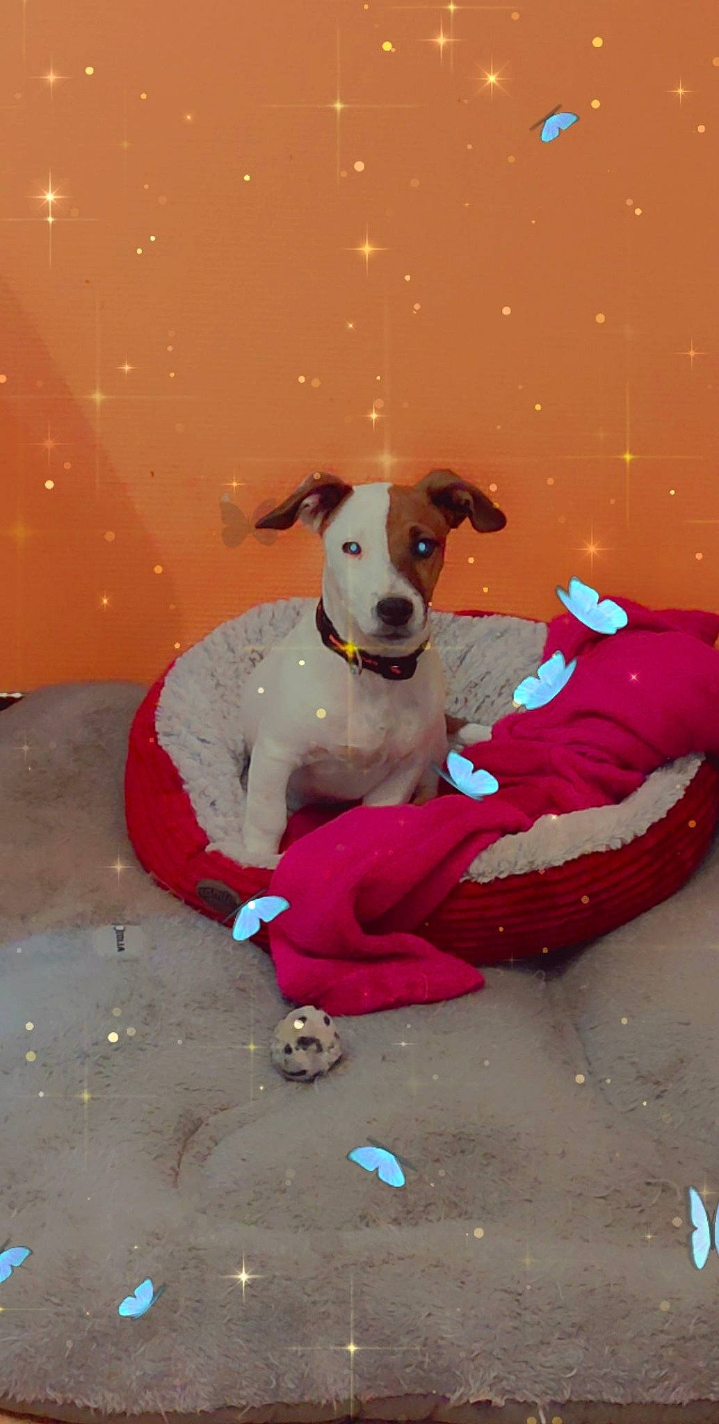 Schweppes a rejoint le concours — aidez-le/la à gagner de superbes lots ! canidae, carmine, carnivore, collar, companion_dog, dog, dog_breed, dog_collar, dog_supply, event, fawn, fun, happy, paw, pet_supply, snout, snow, sporting_group, winter, working_animal