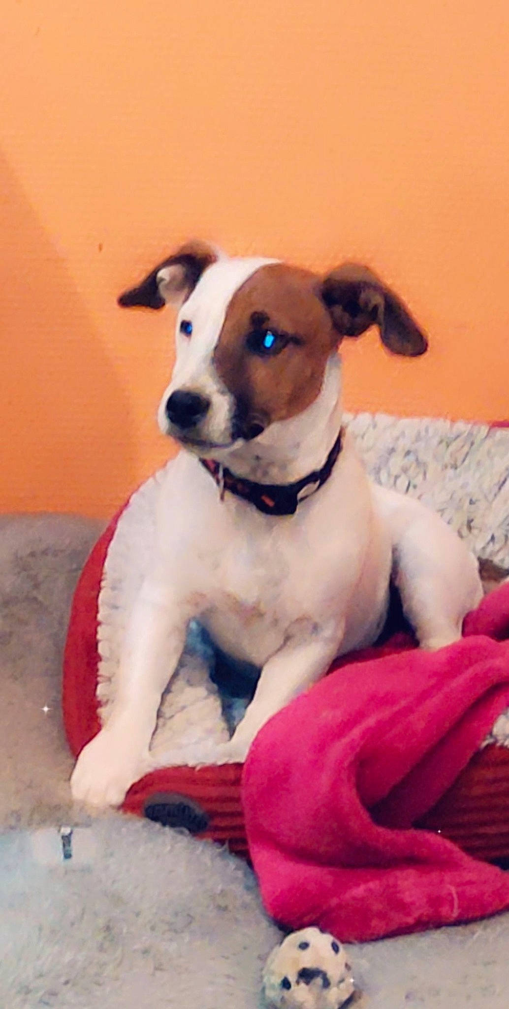 Schweppes a rejoint le concours — aidez-le/la à gagner de superbes lots ! canidae, carnivore, collar, comfort, companion_dog, dog, dog_breed, dog_clothes, dog_collar, dog_supply, fawn, fur, irishjacks, pet_supply, small_terrier, snout, sporting_group, terrier, whiskers, working_animal