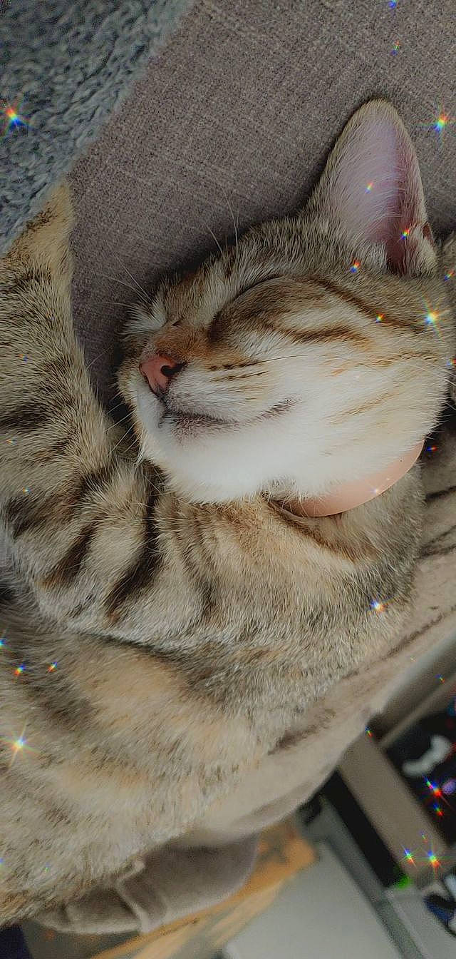 Tequila a rejoint le concours — aidez-le/la à gagner de superbes lots ! carnivore, cat, claw, domestic_short_haired_cat, fawn, felidae, fur, grey, nap, paw, sleep, small_to_medium_sized_cats, snout, tail, terrestrial_animal, tree, whiskers, wildlife, window