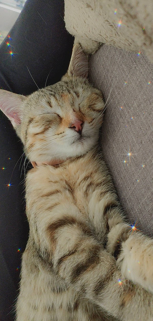 Tequila a rejoint le concours — aidez-le/la à gagner de superbes lots ! carnivore, cat, claw, domestic_short_haired_cat, ear, fawn, felidae, fur, gesture, paw, sitting, small_to_medium_sized_cats, snout, tail, terrestrial_animal, whiskers, wildlife