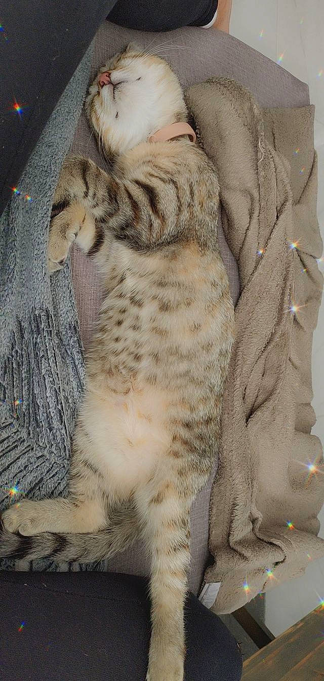 Tequila participe au concours pour gagner de l'argent avec cette photo : big_cats, carnivore, cat, cat_bed, claw, comfort, domestic_short_haired_cat, fawn, felidae, foot, fur, paw, small_to_medium_sized_cats, snout, tail, terrestrial_animal, whiskers, wildlife