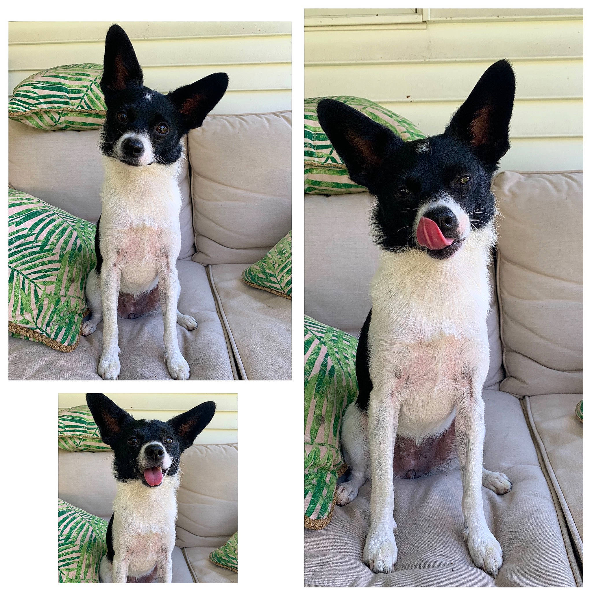 Mila Rosa joined the competition — help win amazing prizes! carnivore, collar, companion_dog, dog, dog_breed, dog_supply, ear, fashion_accessory, fawn, font, fur, green, pattern, pet_supply, photograph, snapshot, snout, tail, white, working_animal