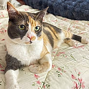 Baby is registered to the contest to win money with this photo: animal, bed, blanket, calico_cat, cat, cozy, cute, domestic, feline, floral_pattern, fur, green, indoor, pet, pink, relaxed, resting, soft, whiskers, white