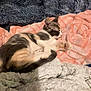 Baby is registered to the contest to win money with this photo: animal, blanket, calico, cat, comfort, cozy, cute, fur, gray_blanket, indoor, kitten, lying_down, pet, pink_blanket, relaxing, resting, sleeping, small, soft, texture