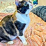 bedroom, blanket, calico, cat, collar, cozy, curious, cute, domestic_animal, feline, fur, green_eyes, household, indoor, pet, pillow, plush_toy, sitting, soft, whiskers