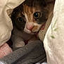 Baby joined the competition — help win amazing prizes! animal, blanket, cat, closeup, comfort, cozy, curious, cute, eyes, fabric, face, fur, home, indoor, nest, pet, resting, soft, tabby, whiskers