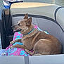 animal, boat, brown_dog, canine, collar, daytime, dog, fishing, leisure, nature, outdoor, person, pet, recreation, relaxed, seat, side_view, summer, towel, water