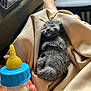 Maggie a rejoint le concours — aidez-le/la à gagner de superbes lots ! kitten, sleeping, blanket, baby_bottle, milk, hand, furry, gray, cozy, indoor, soft, cute, animal, pet, resting, young, fur, small, warm, feeding