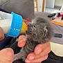 kitten, gray_cat, baby_animal, bottle_feeding, hand, indoor, cozy, milk, newborn, cute, pet, animal_care, furry, small, soft, close_up, resting, domestic_cat, young, nurturing