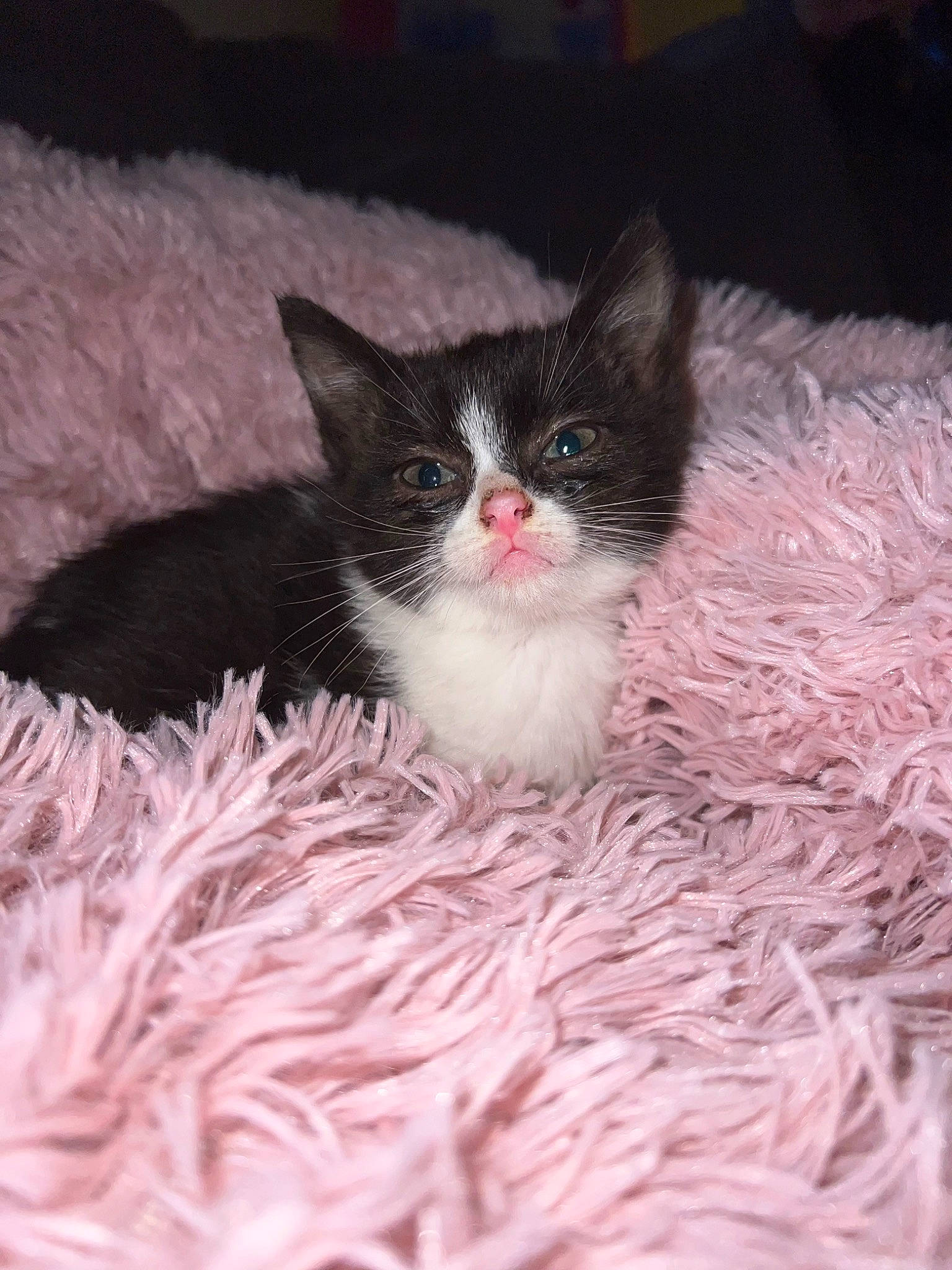 Bonny joined the competition — help win amazing prizes! carnivore, cat, cat_supply, comfort, domestic_short_haired_cat, felidae, fur, linens, magenta, pattern, paw, small_to_medium_sized_cats, snout, tail, whiskers