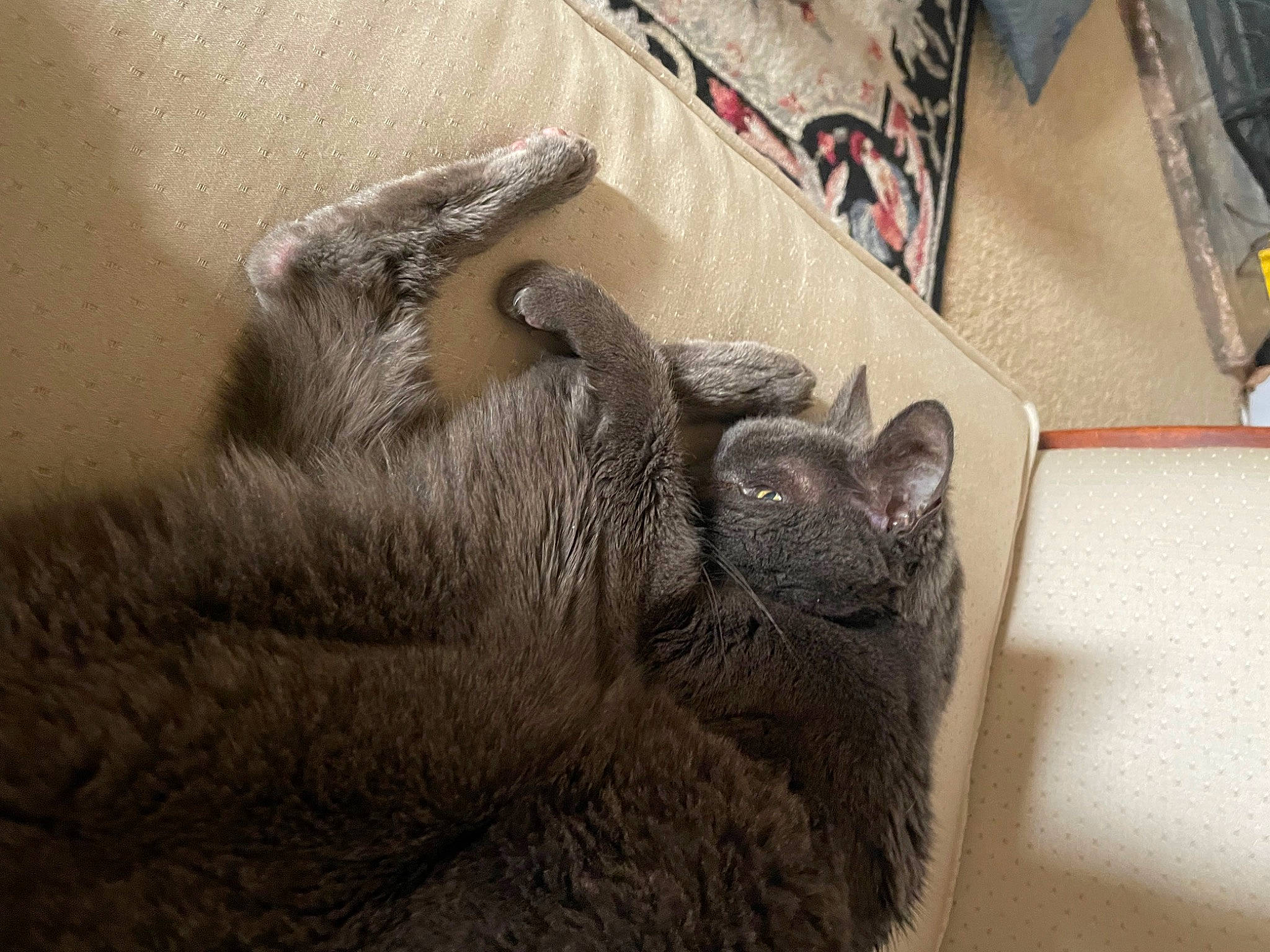 Bonnie is registered to the contest to win money with this photo: black_cat, box, carnivore, cat, claw, comfort, domestic_short_haired_cat, fawn, felidae, fur, grey, paw, sculpture, small_to_medium_sized_cats, snout, tail, terrestrial_animal, whiskers, wood, wrinkle