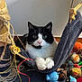 Cacahouète participe au concours pour gagner de l'argent avec cette photo : black_and_white, blue_toy, cat, claws, cozy, cute, feline, fur, hammock, indoor, mouse_toy, orange_ball, pet, playful, relaxed, rope, scratching_post, stuffed_toy, toys, whiskers