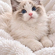 Jude Elvis is registered to the contest to win money with this photo: adorable, animal, blanket, blue_eyes, cat, close_up, cozy, cuddly, cute, feline, fluffy, indoor, kitten, paws, pet, portrait, sitting, soft, whiskers, white_fur