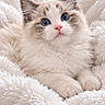 adorable, animal, blanket, blue_eyes, cat, close_up, cozy, cuddly, cute, feline, fluffy, indoor, kitten, paws, pet, portrait, sitting, soft, whiskers, white_fur