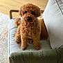 Titouin participe au concours pour gagner de l'argent avec cette photo : dog, poodle, pet, curly_fur, brown_fur, cute, sitting, armchair, cushion, pillow, throw_blanket, living_room, hardwood_floor, area_rug, indoor, portrait, eyes, nose, cozy, looking_at_camera