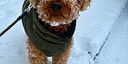 Titouin a rejoint le concours — aidez-le/la à gagner de superbes lots ! dog, poodle, pet, snow, snowy, winter, leash, jacket, coat, curly_fur, fluffy, small_dog, brown_dog, portrait, outdoor, paws, nose, eyes, shrub, sidewalk