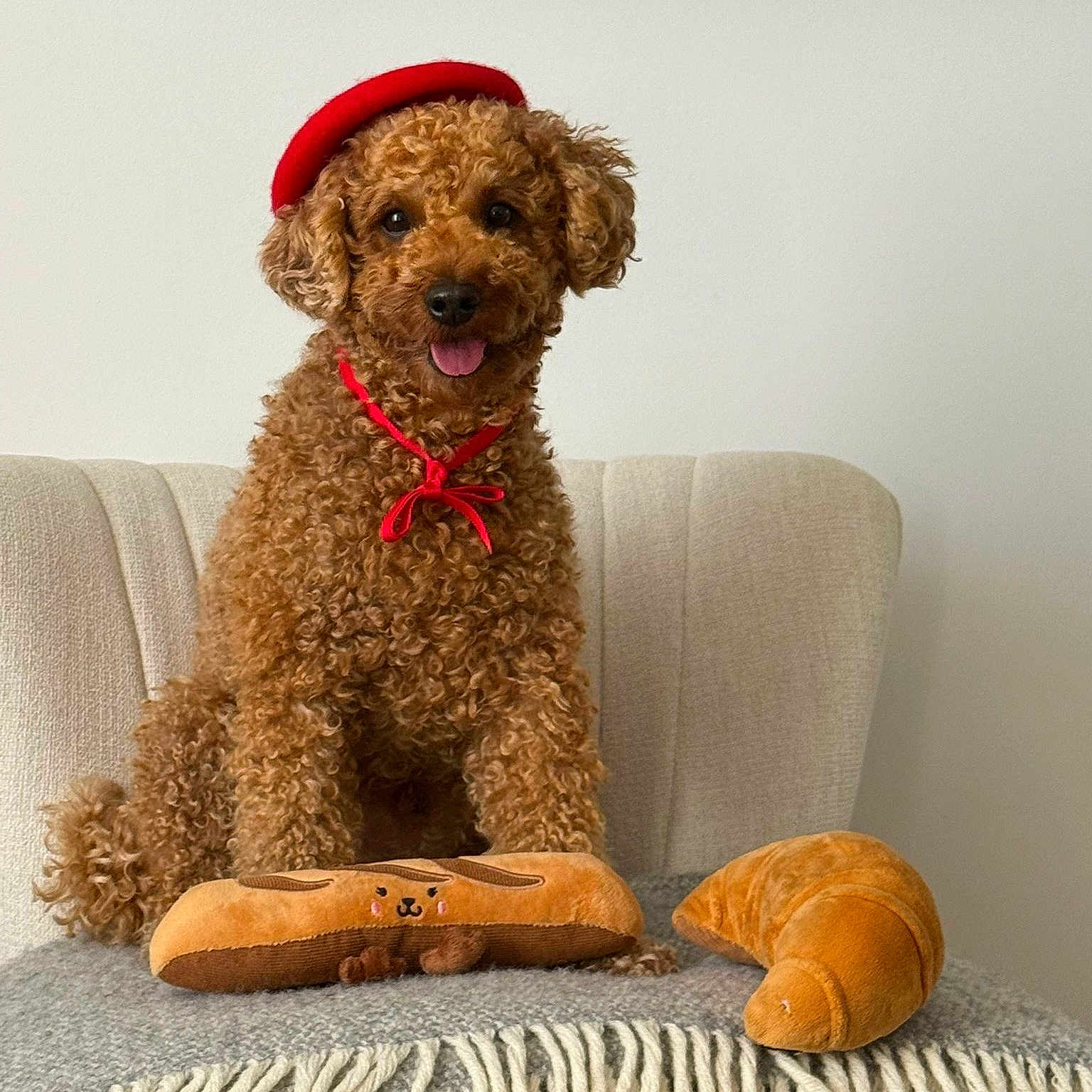 Titouin participe au concours pour gagner de l'argent avec cette photo : armchair, beret, blanket, brown_fur, chair, curly_fur, cute, dog, indoor, looking_at_camera, pet, playful, plush_baguette, plush_croissant, poodle, portrait, red_hat, sitting, tongue_out, toy