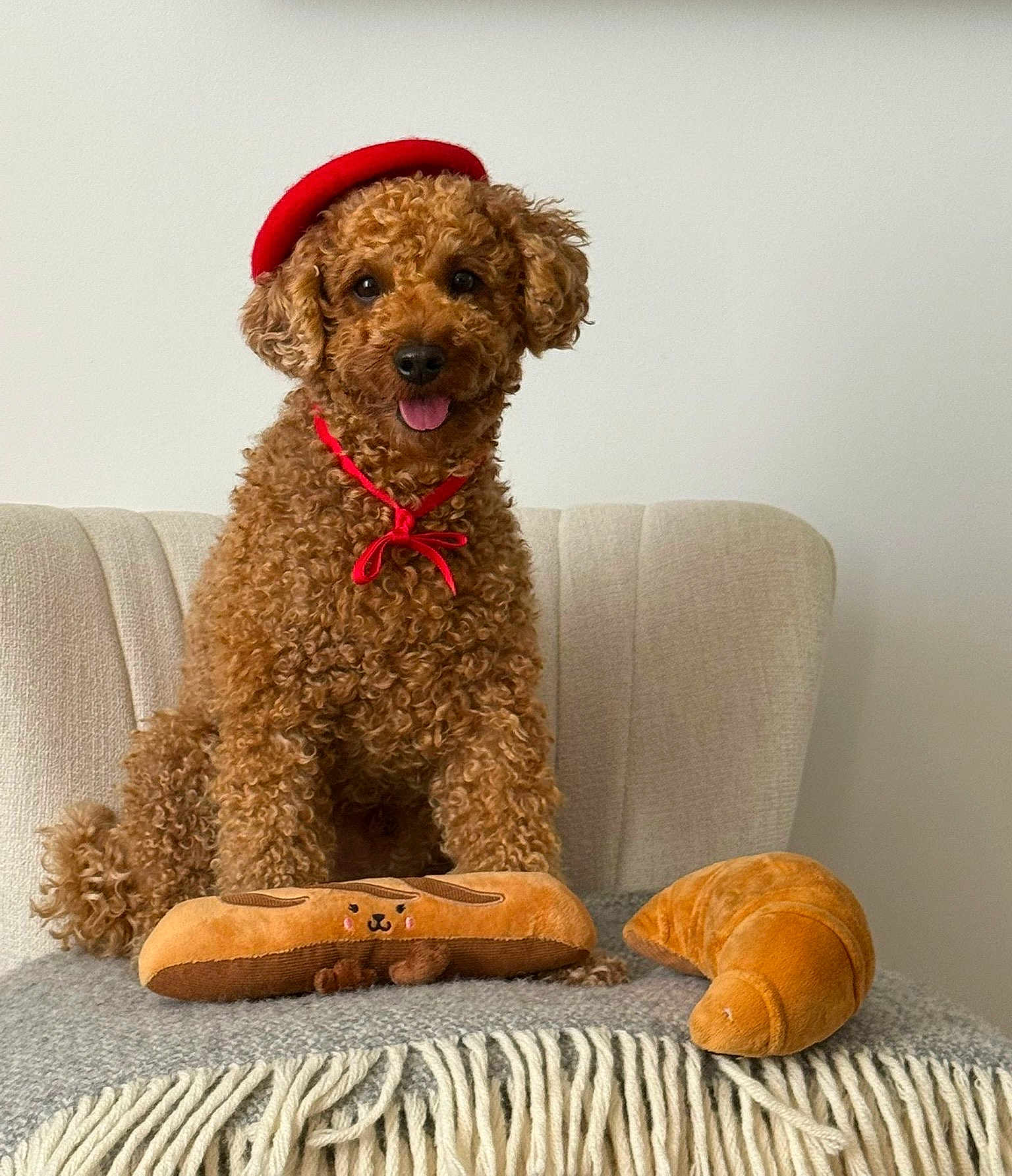 Titouin participe au concours pour gagner de l'argent avec cette photo : dog, poodle, curly_fur, brown_fur, beret, red_hat, toy, plush_croissant, plush_baguette, chair, armchair, blanket, sitting, tongue_out, portrait, indoor, cute, playful, looking_at_camera, pet