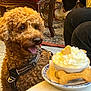 Titouin a rejoint le concours — aidez-le/la à gagner de superbes lots ! dog, poodle, pet, indoor, dessert, whipped_cream, cookie, bone_cookie, cup, saucer, table, harness, tongue, carpet, chair, shoe, person_leg, furniture, cozy, smiling