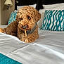 dog, poodle, curly_fur, brown_fur, bed, pillow, white_sheet, treat, chewing, harness, close_up, portrait, indoor, hotel_room, headboard, lamp, decorative_pillow, cozy, resting, cute