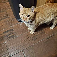 Ferris joined the competition — help win amazing prizes! animal, brown, cat, closeup, curious, domestic_cat, ears, eyes, feline, floor_tiles, flooring, home, household, indoor, looking_up, orange_tabby, pets, standing, whiskers, wooden_floor