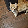 animal, brown, cat, closeup, curious, domestic_cat, ears, eyes, feline, floor_tiles, flooring, home, household, indoor, looking_up, orange_tabby, pets, standing, whiskers, wooden_floor