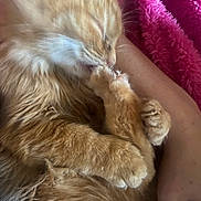 Cosmo joined the competition — help win amazing prizes! animal, blanket, cat, close_up, cozy, cute, feline, fluffy, indoor, licking, nibbling, orange_cat, paw, person_arm, pet, pink, relaxed, resting, sleepy, soft_texture