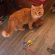 Cosmo is registered to the contest to win money with this photo: cat, orange_cat, fluffy, toy, feather_toy, cardboard_box, wooden_floor, indoor, pet, animal, playful, feline, domestic_animal, floor, household, curious, whiskers, tail, box, second_cat