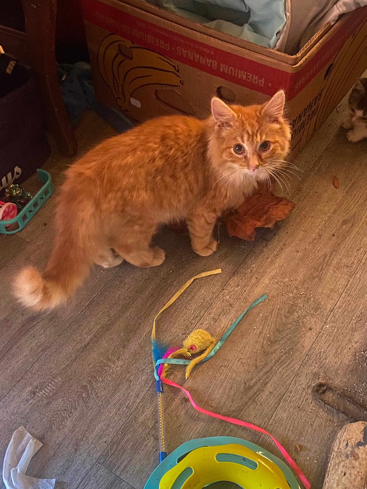 Cosmo is registered to the contest to win money with this photo: cat, orange_cat, fluffy, toy, feather_toy, cardboard_box, wooden_floor, indoor, pet, animal, playful, feline, domestic_animal, floor, household, curious, whiskers, tail, box, second_cat