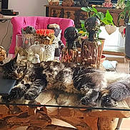 Myla a rejoint le concours — aidez-le/la à gagner de superbes lots ! cat, sleeping, glass_table, laptop, wooden_decor, tabby, indoor, plants, pink_chair, decorative_bottles, stuffed_animals, wood, cozy, relaxing, fur, pet, home_decor, natural_light, table, furniture