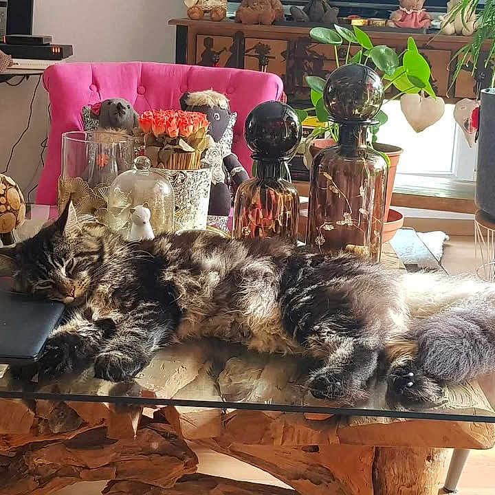 Myla a rejoint le concours — aidez-le/la à gagner de superbes lots ! cat, cozy, decorative_bottles, fur, furniture, glass_table, home_decor, indoor, laptop, natural_light, pet, pink_chair, plants, relaxing, sleeping, stuffed_animals, tabby, table, wood, wooden_decor