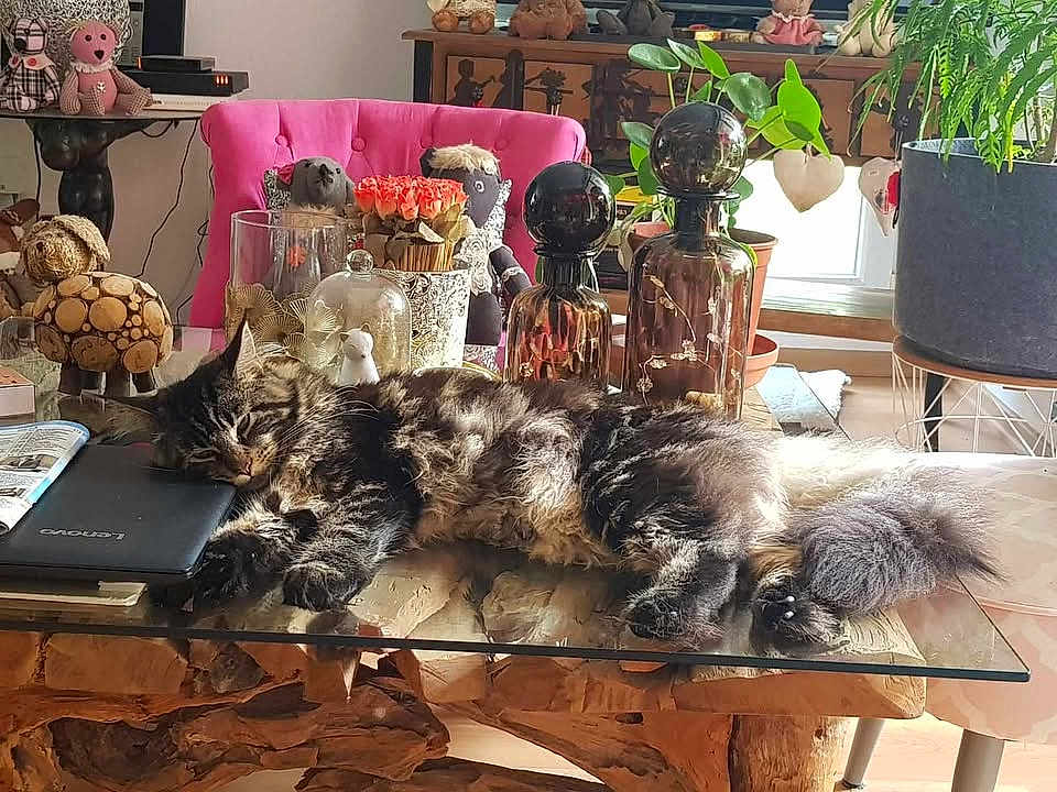 Myla a rejoint le concours — aidez-le/la à gagner de superbes lots ! cat, sleeping, glass_table, laptop, wooden_decor, tabby, indoor, plants, pink_chair, decorative_bottles, stuffed_animals, wood, cozy, relaxing, fur, pet, home_decor, natural_light, table, furniture