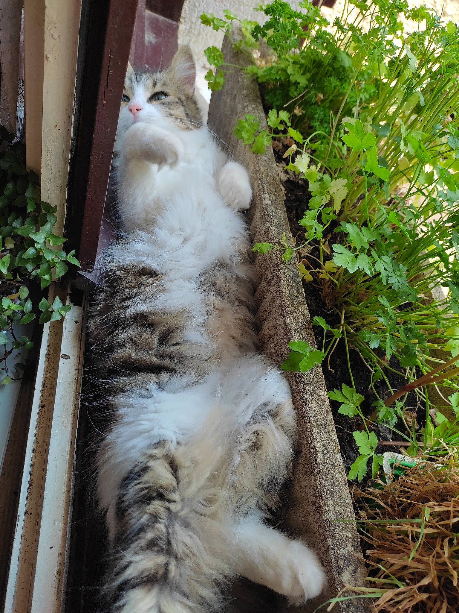 Mimi Crotte participe au concours pour gagner de l'argent avec cette photo : carnivore, cat, claw, domestic_short_haired_cat, fawn, felidae, fur, grass, groundcover, mammal, plant, small_to_medium_sized_cats, snout, tail, terrestrial_animal, terrestrial_plant, tree, vertebrate, whiskers, wood