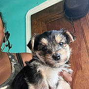 Gumbo joined the competition — help win amazing prizes! animal, closeup, cute, dog, domestic_animal, earring, face, fur, hand, holding, indoor, person, pet, portrait, puppy, small, tank_top, teal_wall, wooden_door, young