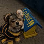 Gumbo joined the competition — help win amazing prizes! animal, birdhouse, blue, carpet, clothing, cute, dog, ears, fur, furry, home, indoor, nose, pet, playful, puppy, sitting, small_dog, striped_outfit, yellow