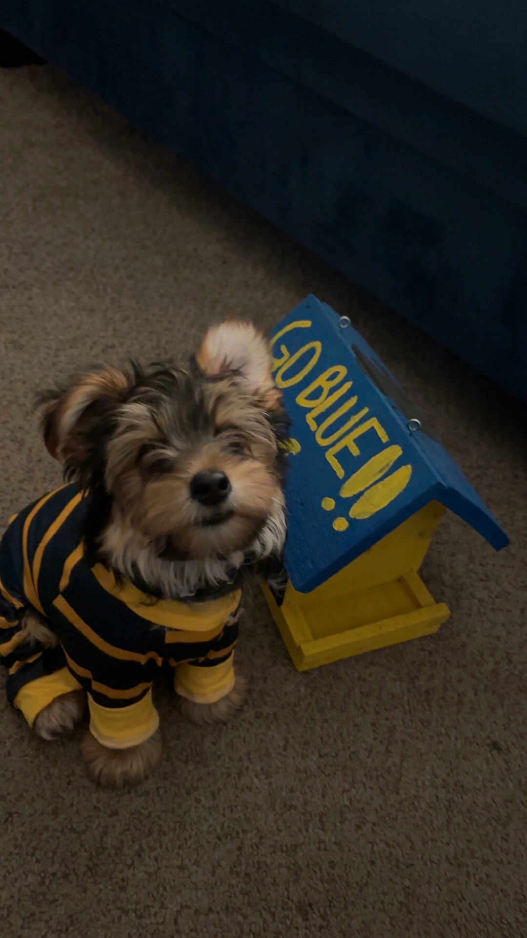 Gumbo joined the competition — help win amazing prizes! animal, birdhouse, blue, carpet, clothing, cute, dog, ears, fur, furry, home, indoor, nose, pet, playful, puppy, sitting, small_dog, striped_outfit, yellow
