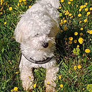 Ugg a rejoint le concours — aidez-le/la à gagner de superbes lots ! adorable, animal, curly_fur, cute, dog, flowers, fluffy, garden, grass, greenery, leash, nature, outdoor, pet, playful, small_dog, spring, sunlight, white_dog, yellow_flowers