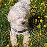 adorable, animal, curly_fur, cute, dog, flowers, fluffy, garden, grass, greenery, leash, nature, outdoor, pet, playful, small_dog, spring, sunlight, white_dog, yellow_flowers