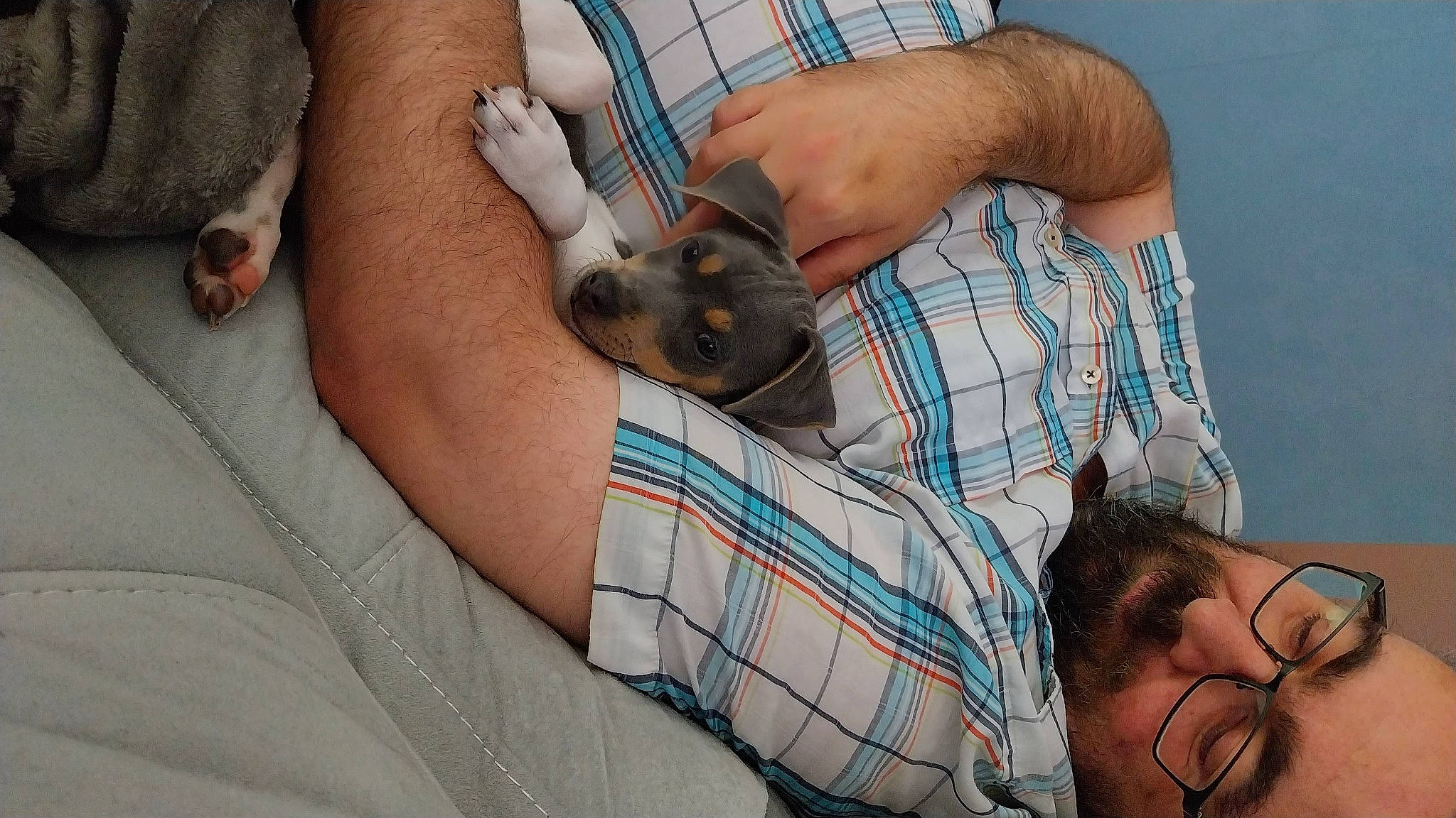 Bobby a rejoint le concours — aidez-le/la à gagner de superbes lots ! arm, beard, child, comfort, companion_dog, dog, dog_breed, ear, elbow, facial_hair, fawn, finger, gesture, hand, pattern, plaid, skin, tartan, toy_dog, wrist