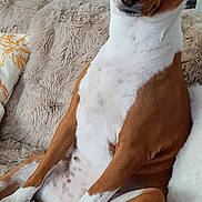 Rokia a rejoint le concours — aidez-le/la à gagner de superbes lots ! dog, sitting, couch, plush_blanket, indoor, pet, attentive, ears_up, brown_and_white, nose, eyes, portrait, domestic, living_room, cozy, fur, paws, tail, curious, closeup