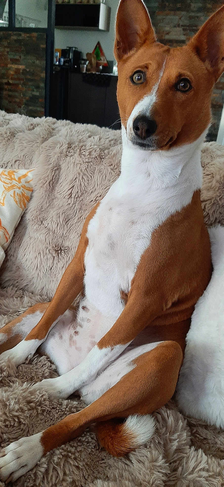 Rokia a rejoint le concours — aidez-le/la à gagner de superbes lots ! dog, sitting, couch, plush_blanket, indoor, pet, attentive, ears_up, brown_and_white, nose, eyes, portrait, domestic, living_room, cozy, fur, paws, tail, curious, closeup
