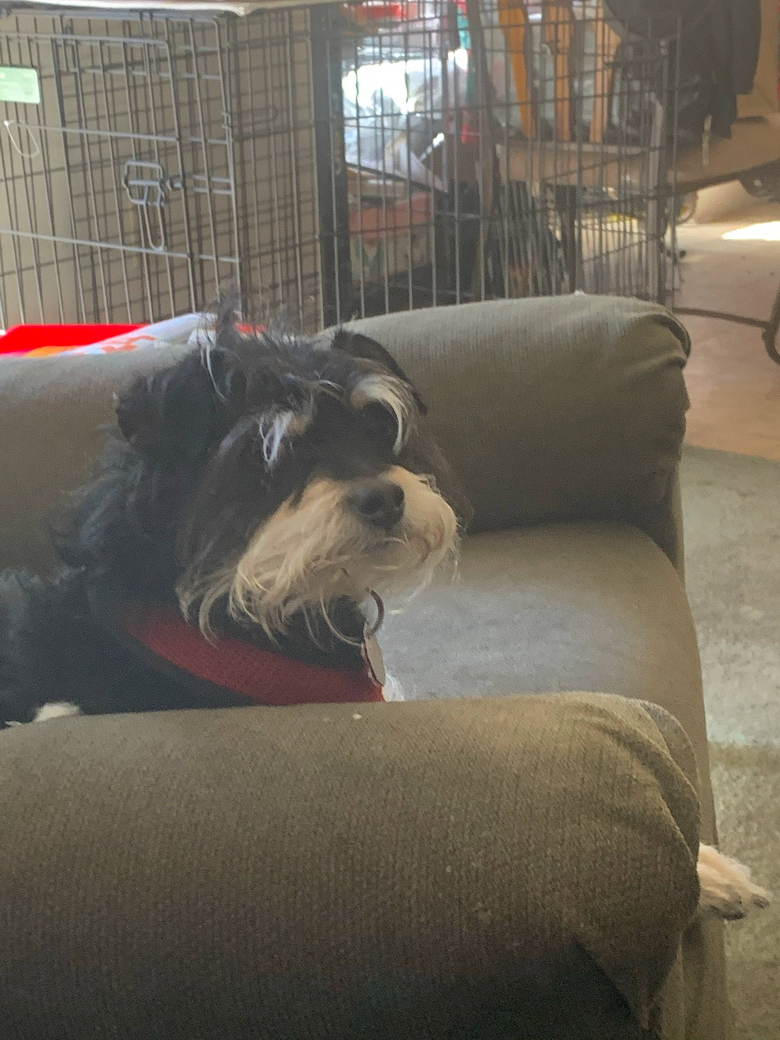 Jacob joined the competition — help win amazing prizes! canidae, carnivore, comfort, companion_dog, couch, dog, dog_breed, dog_supply, fawn, felidae, flooring, fur, hardwood, living_room, pet_supply, small_terrier, sporting_group, terrier, toy_dog, working_animal