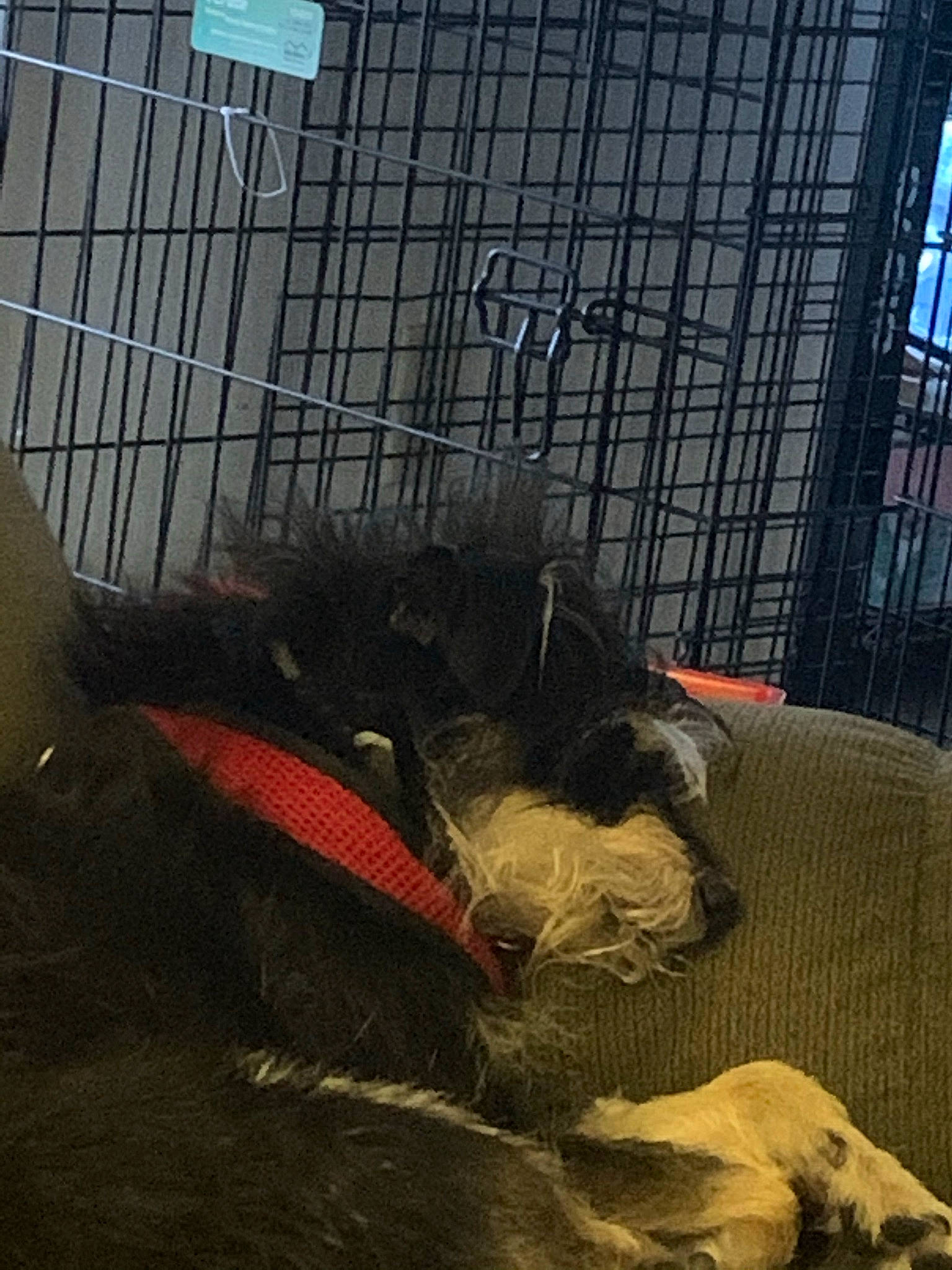 Jacob joined the competition — help win amazing prizes! carnivore, comfort, companion_dog, dog, dog_breed, dog_crate, dog_supply, fawn, felidae, fur, kennel, mammal, pet_supply, service, small_to_medium_sized_cats, snout, sporting_group, tail, tints_and_shades, whiskers