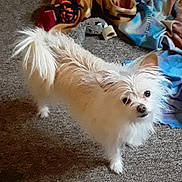 Sassy joined the competition — help win amazing prizes! dog, small_dog, white_dog, fluffy, carpet, toy, blanket, indoor, pet, curious, standing, scruffy, fur, ears, tail, looking_up, cozy, home, playful, animal