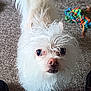 Sassy joined the competition — help win amazing prizes! dog, white, fluffy, pet, carpet, toy, rope_toy, indoor, curious, fur, small_dog, animal, cute, looking_up, closeup, canine, companion, playful, domestic, furry